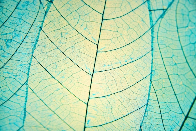 青に着色されたパッチの葉の静脈の画像