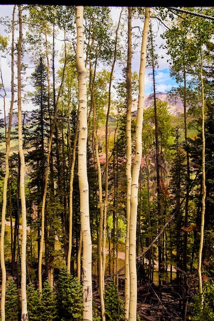 Image of Vertical of tall aspen tree trunks in mountains