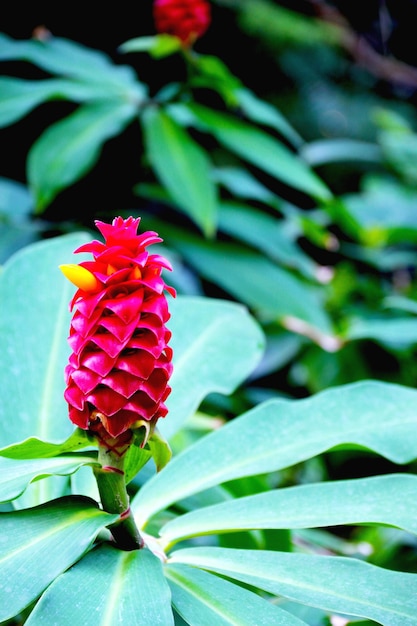 Image of very colorful natural plant with exotic flower