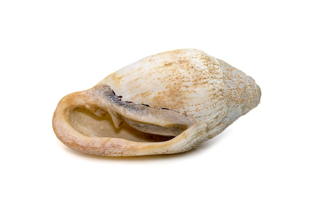 Image of very old white phalium granulatum sea shell isolated on white background Undersea Animals Sea Shells