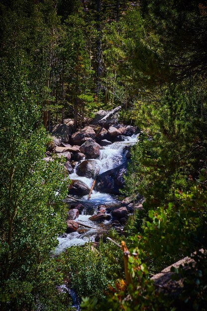 Immagine della vista attraverso gli alberi delle rapide del fiume sopra le rocce