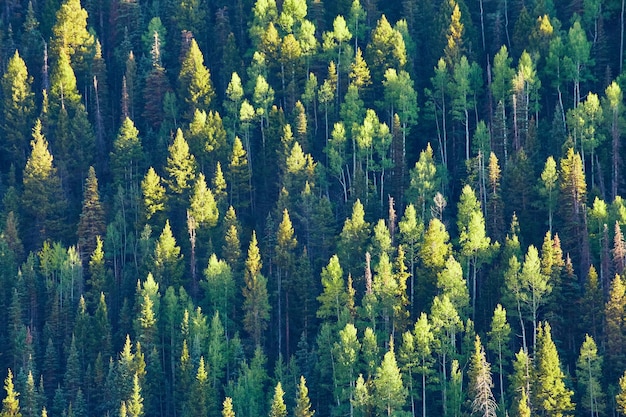 Image of Wall of pine trees with scattered sunlight hitting slope