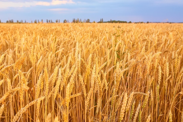 Immagine del campo di grano con cielo blu