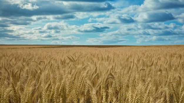 Image of wheat field with blue sky