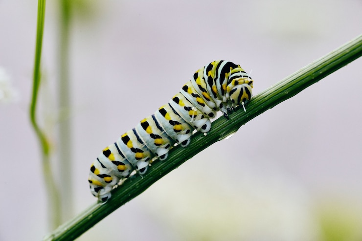 Photo image of white caterpillar with yellow and black spots on green stem