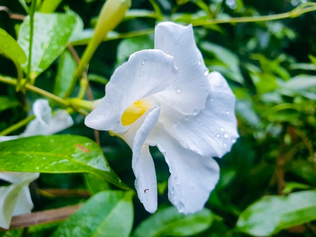 Изображение белого цветка в красочном ландшафтном саду