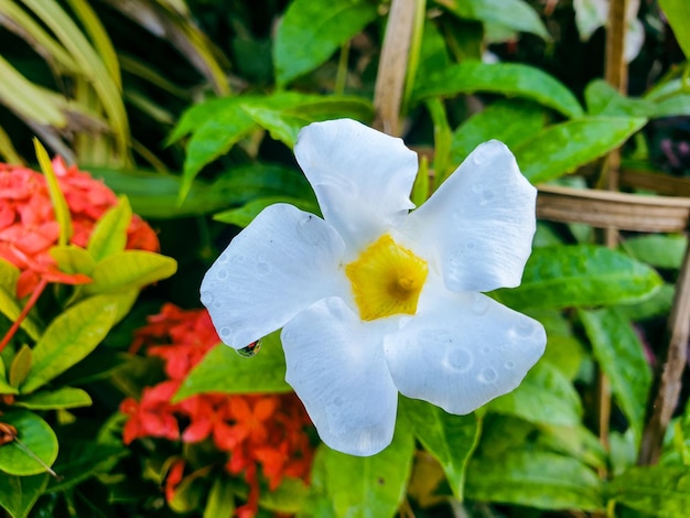 Image of white flowers in a colorful landscape formal beautiful garden