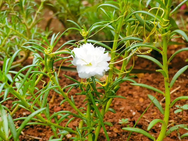 Image of white flowers in a colorful landscape formal garden