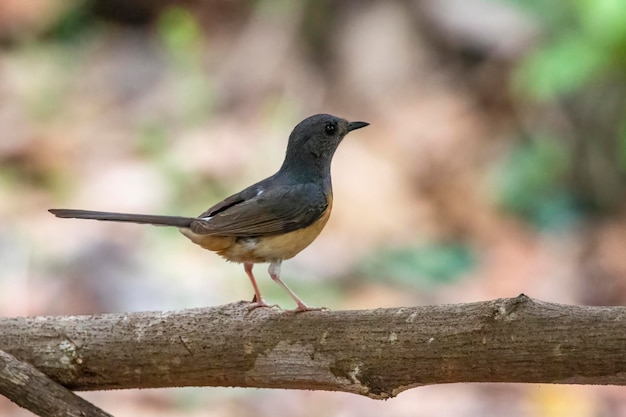 Image of White rumped Shama Kittacincla malabarica on the tree branch on nature background Bird Animals