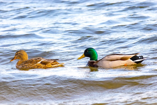 image of a wild drake and ducks sailing along the river