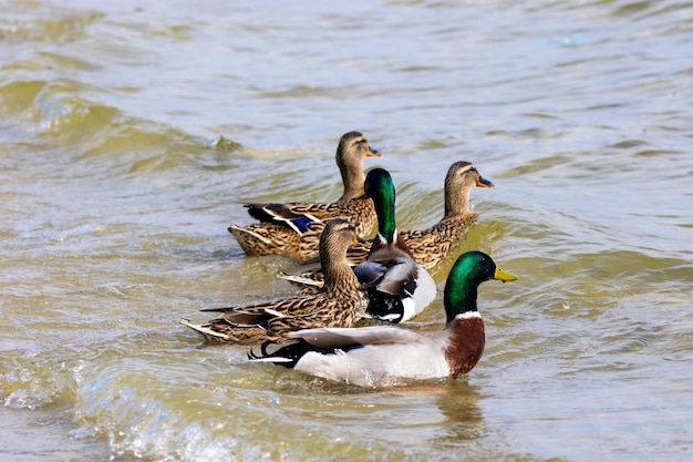 image of a wild drake and ducks sailing along the river