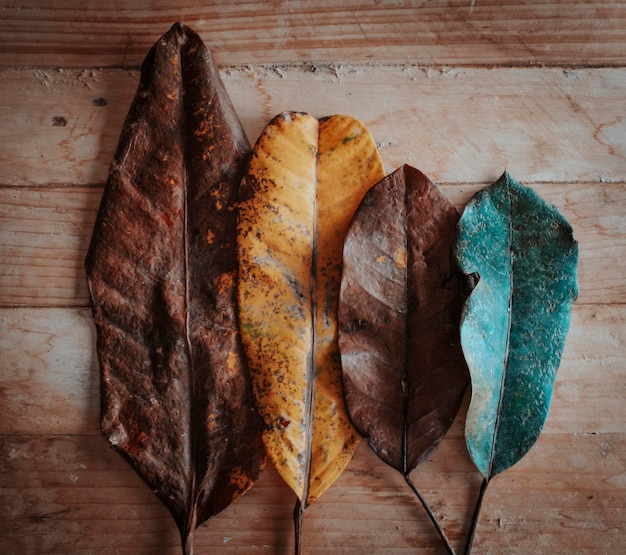 Image with 4 autumn leaves different colors and size on a wooden table for decoration or beautiful composition Concept of season and october november months Nature background Brown and yellow tones