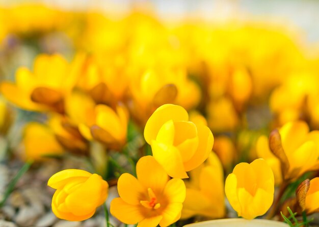 Image with blooming yellow crocuses spring flowers petal fragments on a blurred background beautiful colorful first flowers selective focus crocus vernus spring crocus