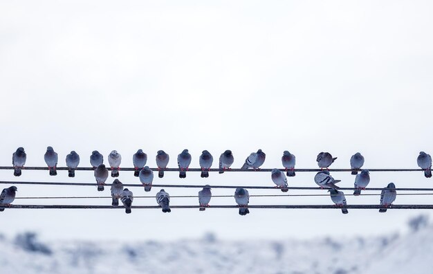 Premium Photo | Pigeons are sitting on electric wire. doves sitting on a power  line. the sky with clouds on background.