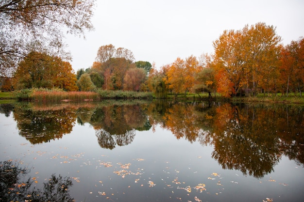 秋の公園の湖の画像