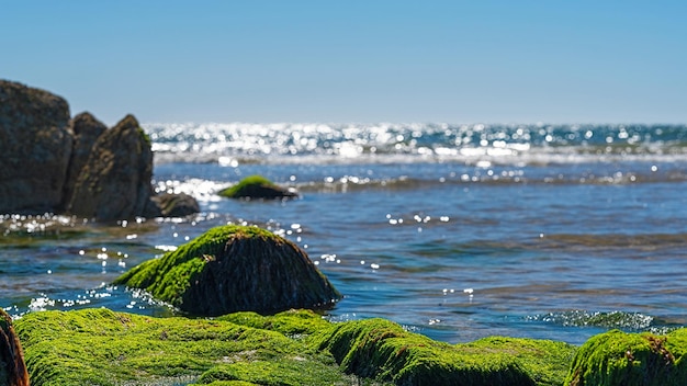 夏の日の日の出で、海と空がぼやけたコケでいっぱいの岩の画像