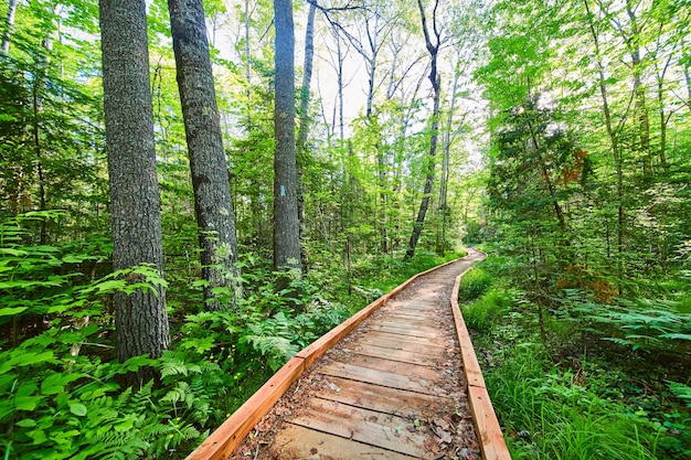 Image of Wood boardwalk hiking trail cutting through vibrant green woods