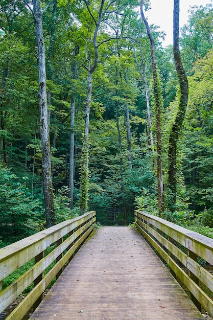 コケが生えている背の高い木の森に通じる木製のウォーキングブリッジの画像