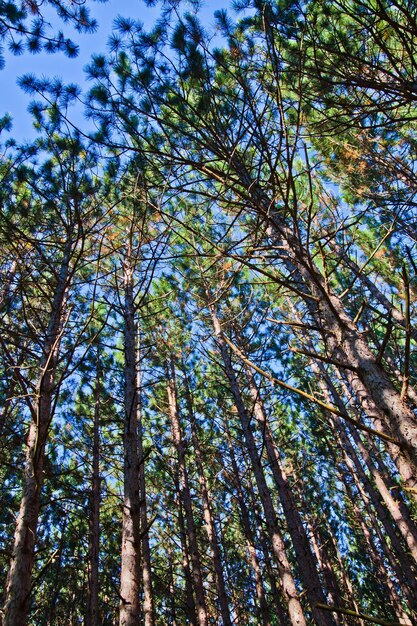 Image of Worm's eye view of tall trees reaching towards the sky through leaves