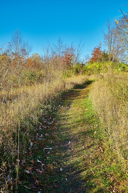 Image of worn green path through brush continues along a clearing