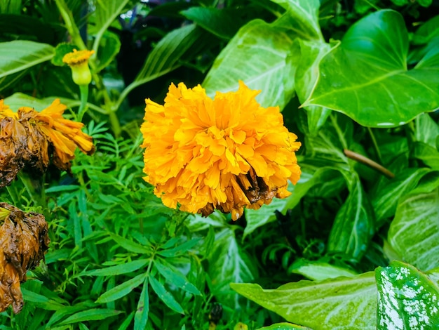 Immagine di fiori gialli in un bellissimo giardino formale colorato paesaggio