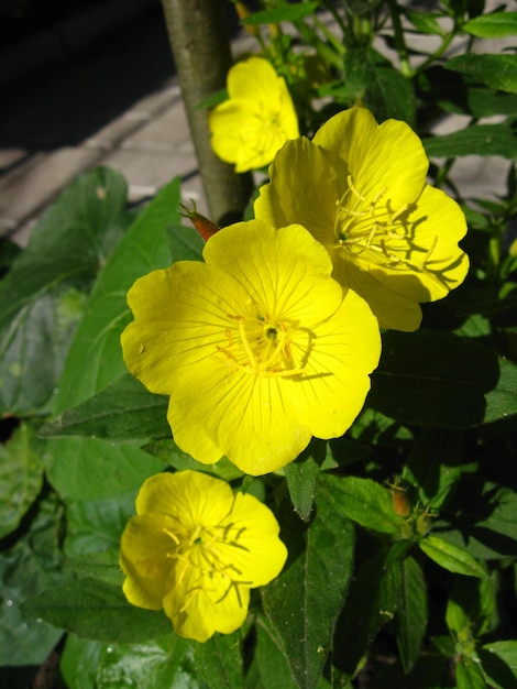 Image of yellow flowers with green leaves