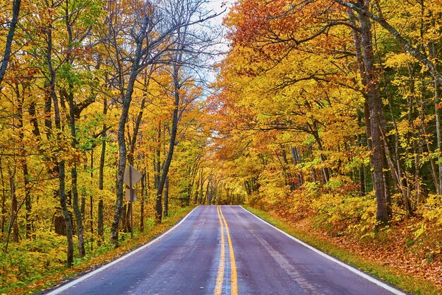 image of yellow forest with yellow stripes of asphalt road in the middle and disapearing out of sight