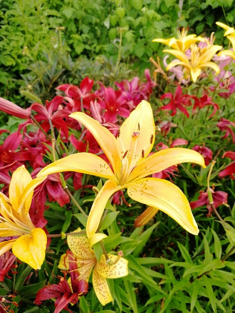Image of yellow and red lily in nature