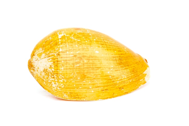 Image of yellow shell on a white background Undersea Animals Sea Shells