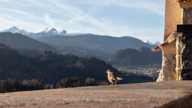 Images of Bled, Slovenia, in fall and winter