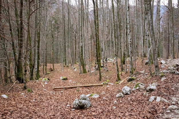 Images from Bled, Slovenia, in fall and winter