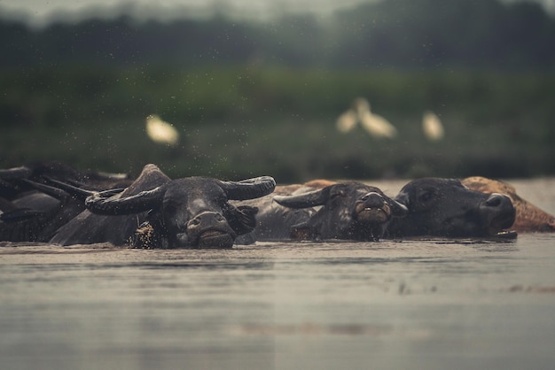 写真 農業用に栽培されたタイの水牛の画像