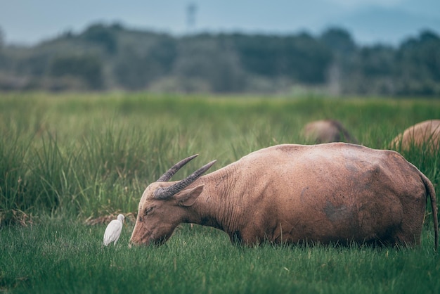 Photo images of thai buffaloes that were grown for use in agriculture