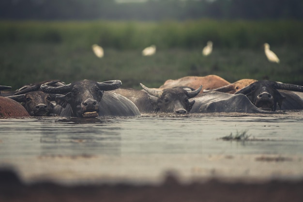 Photo images of thai buffaloes that were grown for use in agriculture