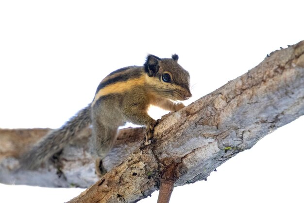 Imags van Himalaya gestreepte eekhoorn of Birmese gestreepte eekhoorn (Tamiops mcclellandii) op een boom. Wilde dieren.