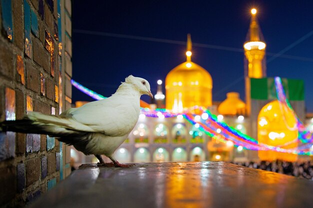 Imam Reza Mashhad Iran Holy Shrine Mosque Peaceful Landscape Zarih Haram Islam Ziarat