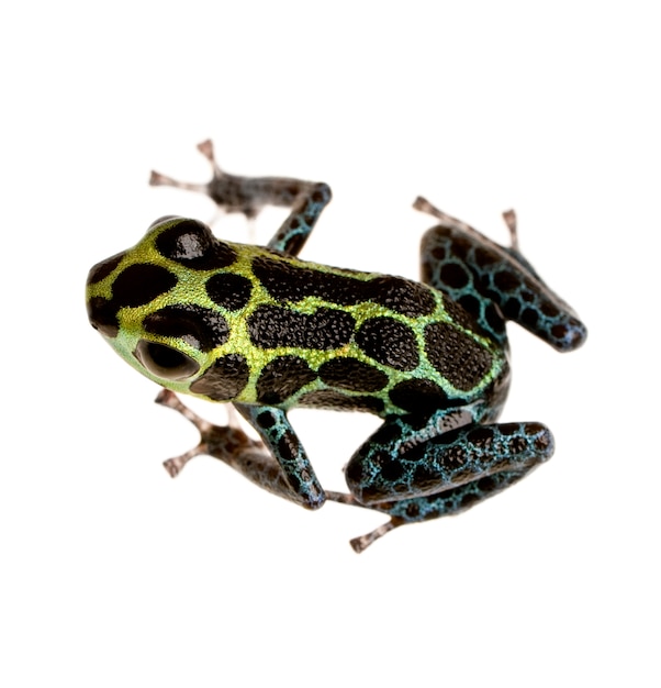 Imitating Poison Frog - Ranitomeya-imitator op een geïsoleerd wit