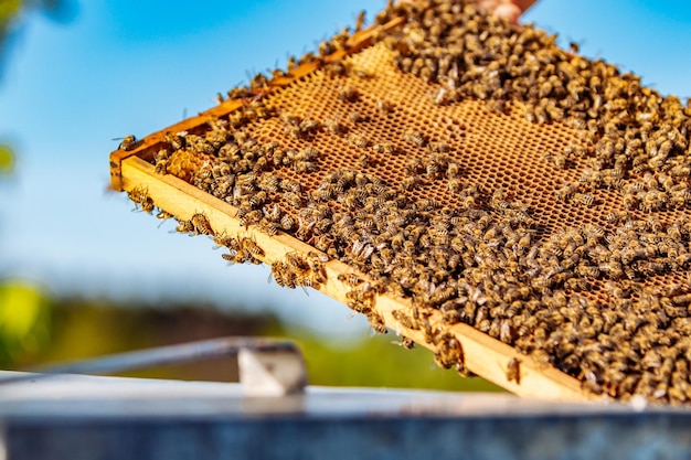 Imker die een honingraat vol bijen houdt Imker die honingraatframe inspecteert bij bijenteelt Bijenteeltconcept
