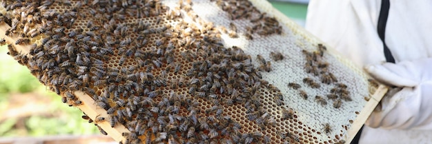 Imker houdt honingraat vast met verse honing man inspecteert bijenpollen in bijenstal imkerbedrijf