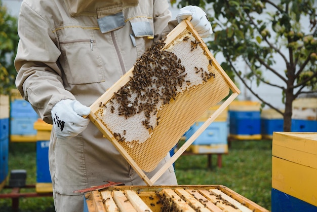 Imker inspecteert honingraatframe bij bijenstal op de zomerdag Man aan het werk in bijenstal Bijenteelt Bijenteeltconcept