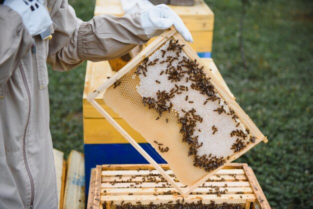 Imker werken verzamelen honing Bijenteelt concept