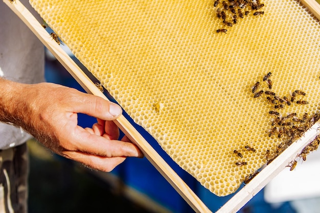 Imker werkt met bijen en bijenkorven op de bijenstal Frames van een bijenkorf