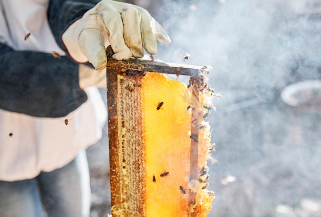 Foto imkerhanden en persoon met honingraatframe op boerderij buiten bijenteelt rook en eigenaar werknemer of werknemer die zich klaarmaakt om natuurlijke gezonde en biologische honing propolis of bijenwas te oogsten