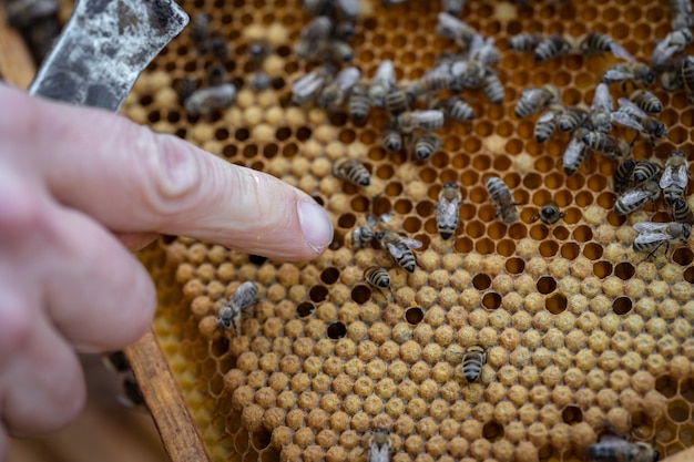 Imkers inspecteren bijen op een wasframe in een bijenteelt