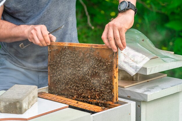 Imkers inspecteren bijen op een wasframe in een bijenteelt