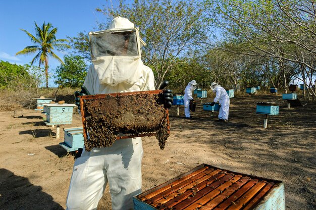 Imkers met honingraten in hun handen die bijenhoning verzamelen in Jacarau Paraiba, Brazilië