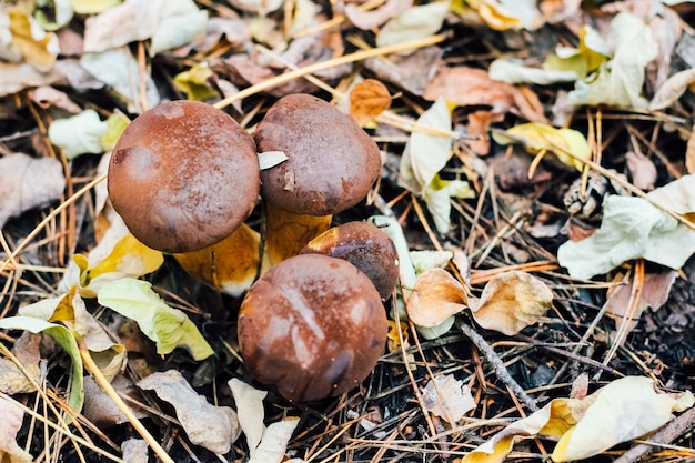 Imleria badia-paddenstoel, Poolse paddenstoel. Eetbare paddenstoel die groeit in de herfstvos.