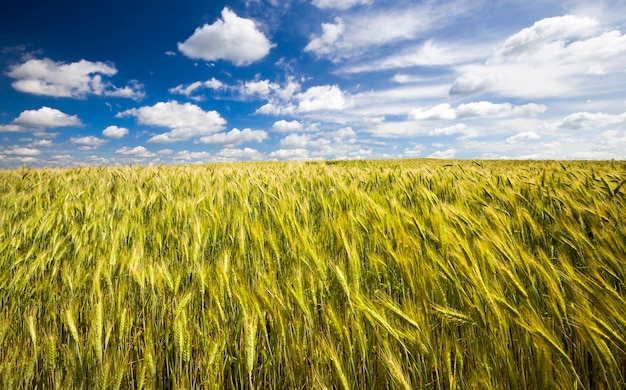 immature cereals on the farm field