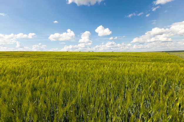 Immature cereals - unripe green grass growing on agricultural field