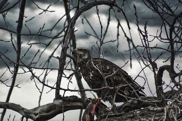 Photo immature eagle eating